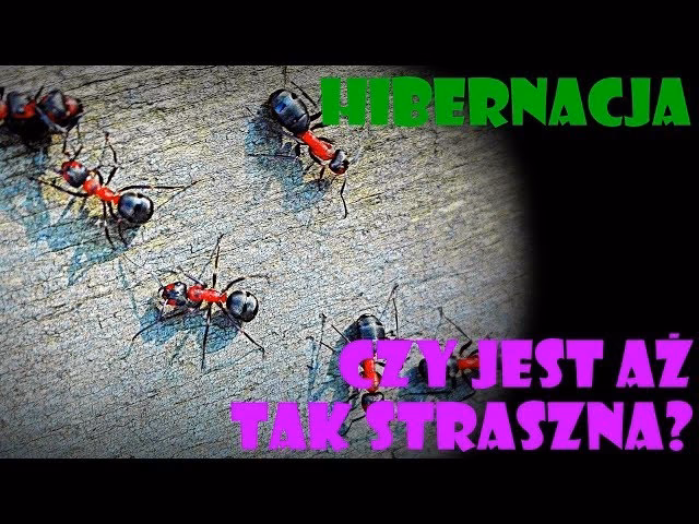 Kiedy najlepiej zimować mrówki?