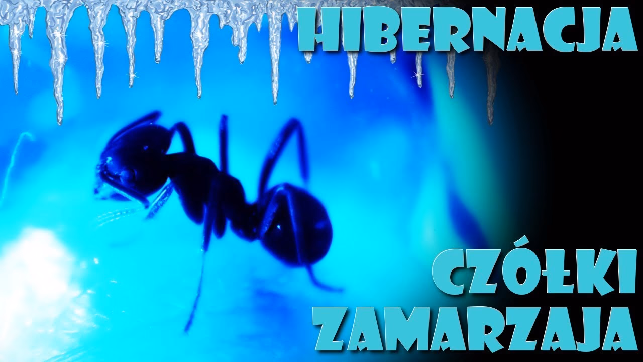 Kiedy najlepiej zimować mrówki?