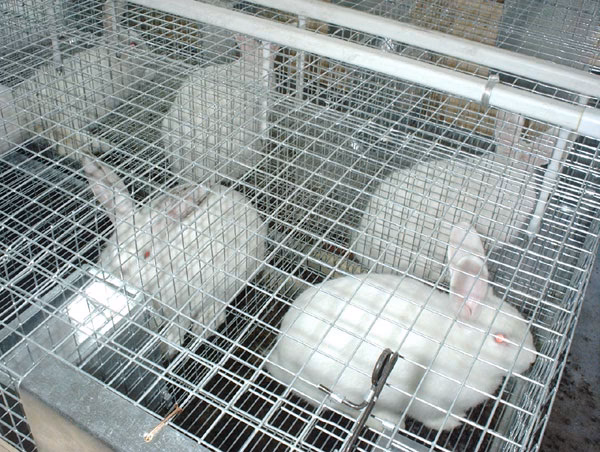 Jak chronić króliki przed komarami?