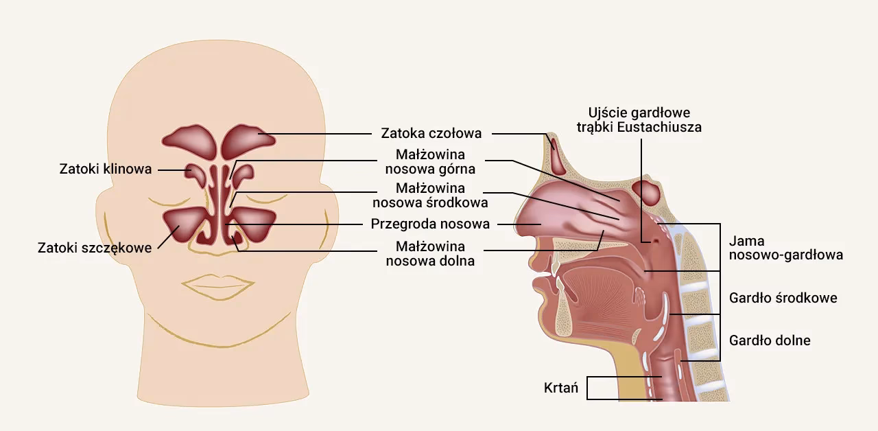 Czy nos jest połączony z uchem?