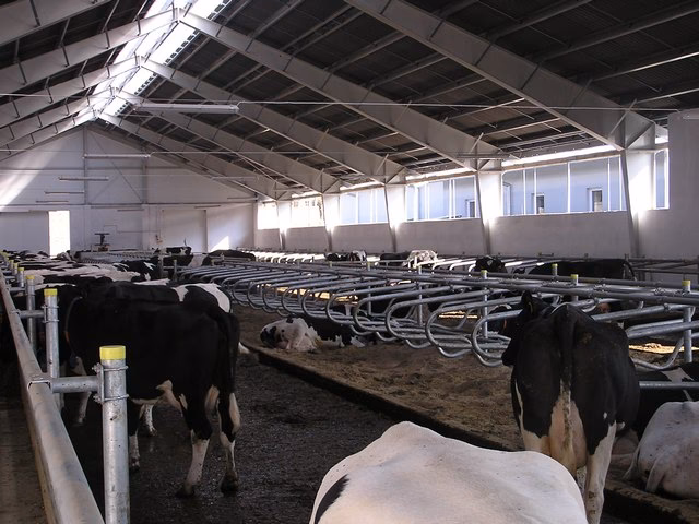 Jak wentylować oborę?