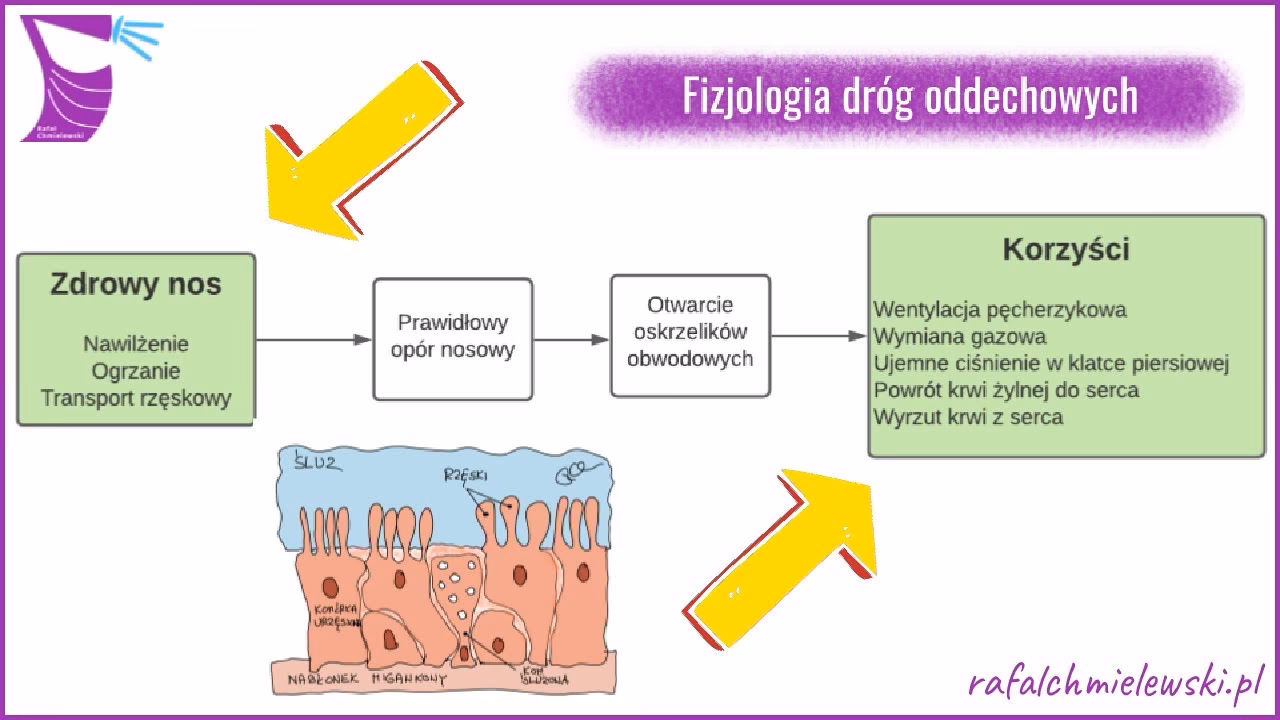Jaka jest średnia wentylacja pęcherzykowa?