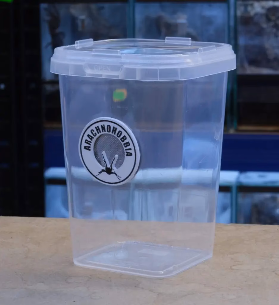 Dlaczego pająki potrzebują wentylacji krzyżowej?