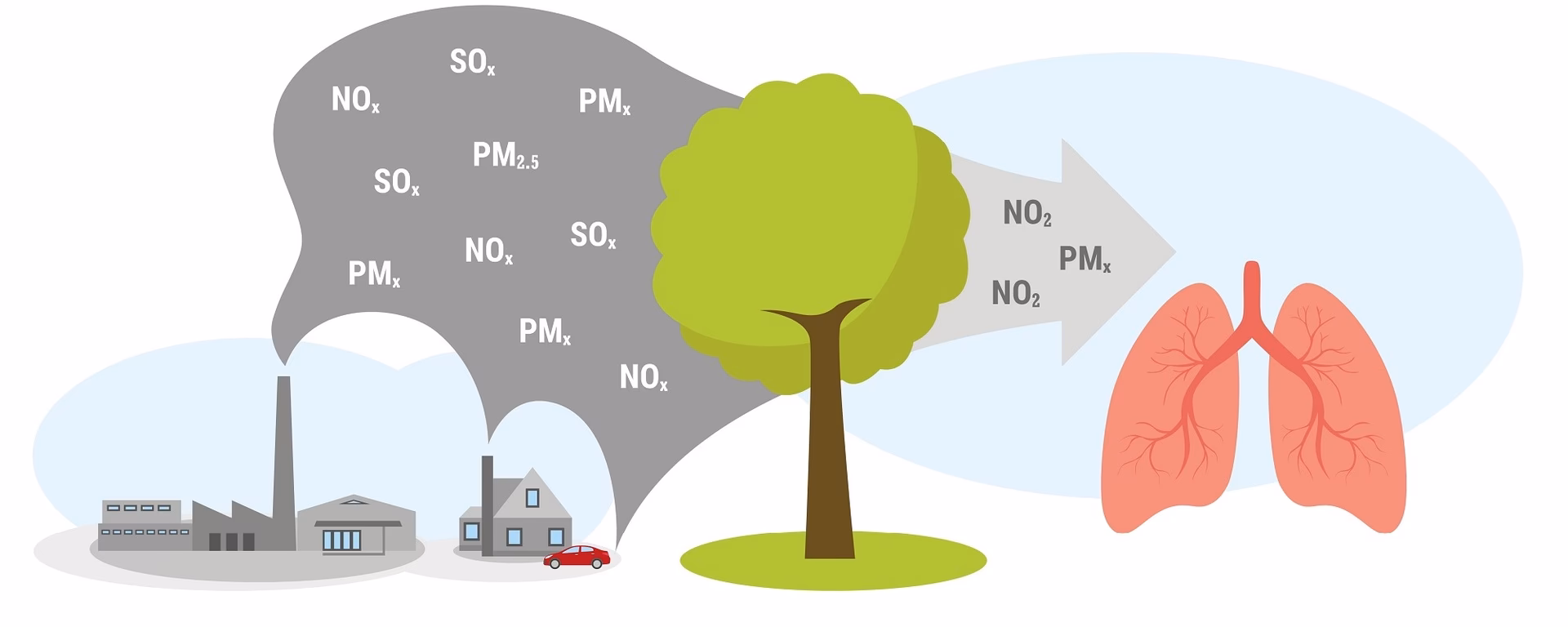 Czy drzewa pobierają tlen z powietrza?