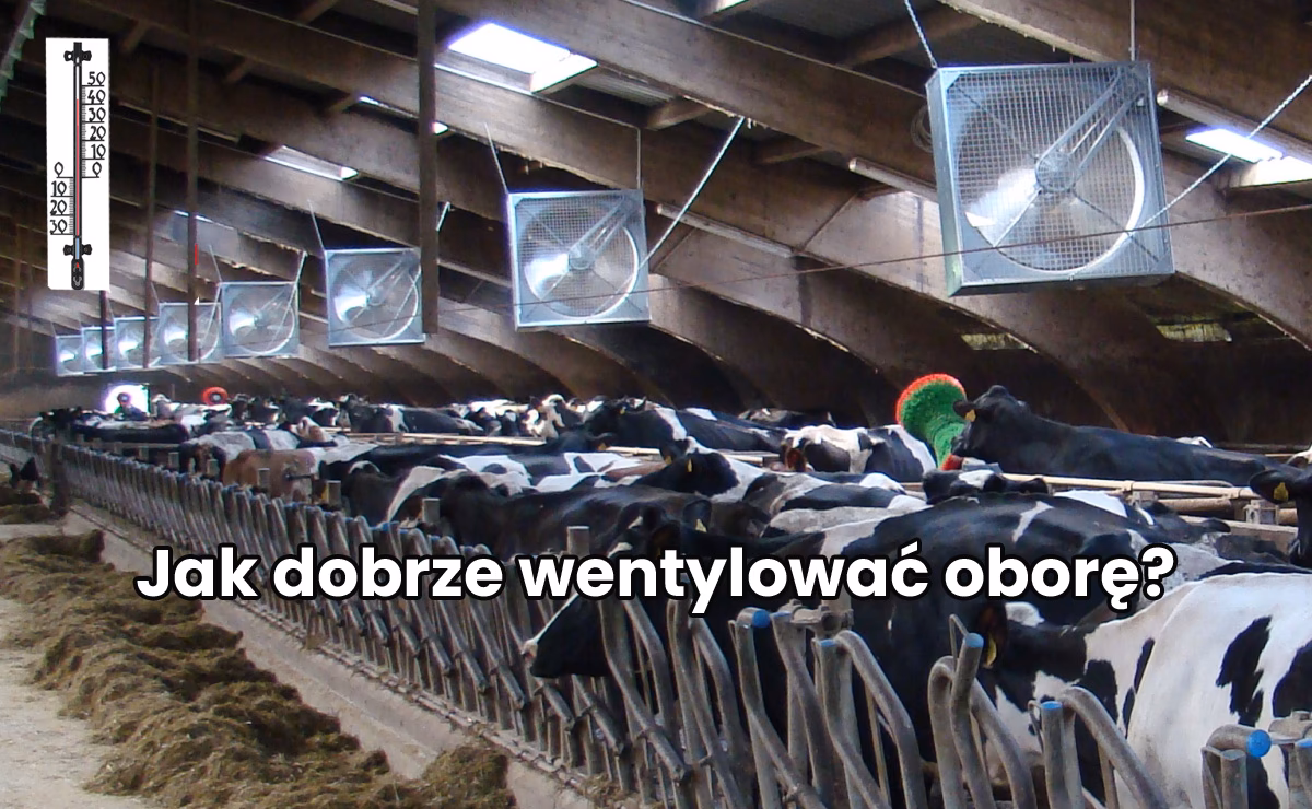 Jak poprawić wentylację w oborze?