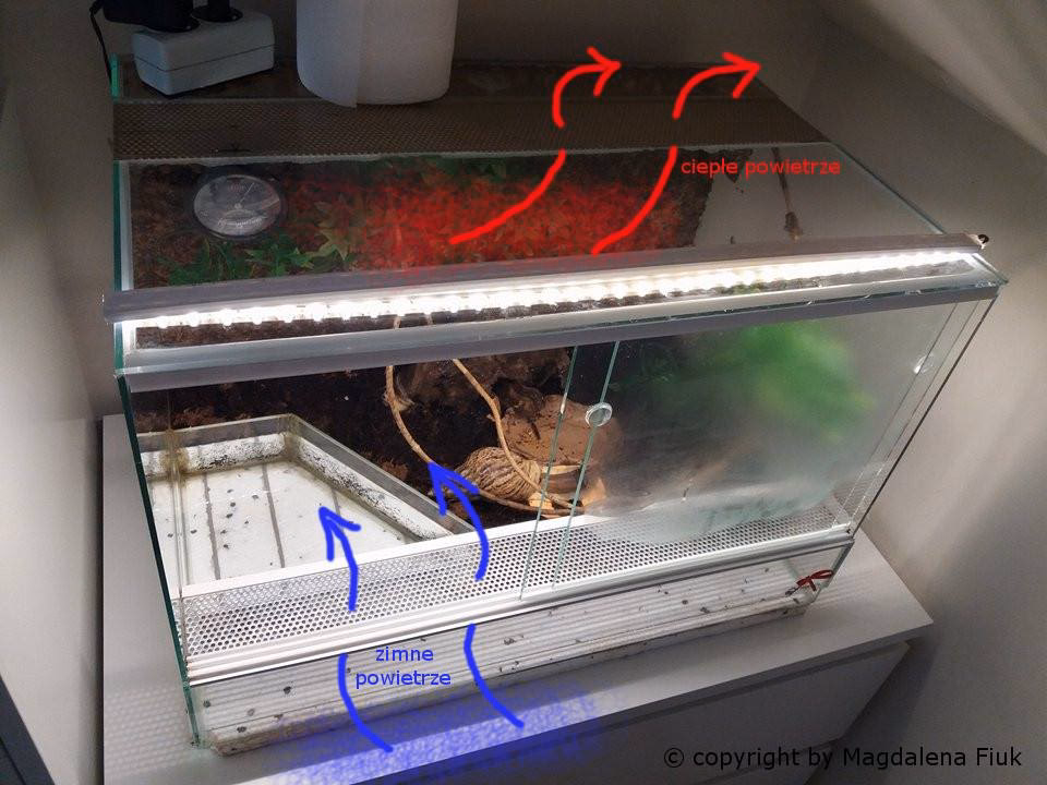 Jak zwiększyć wilgotność powietrza w terrarium?